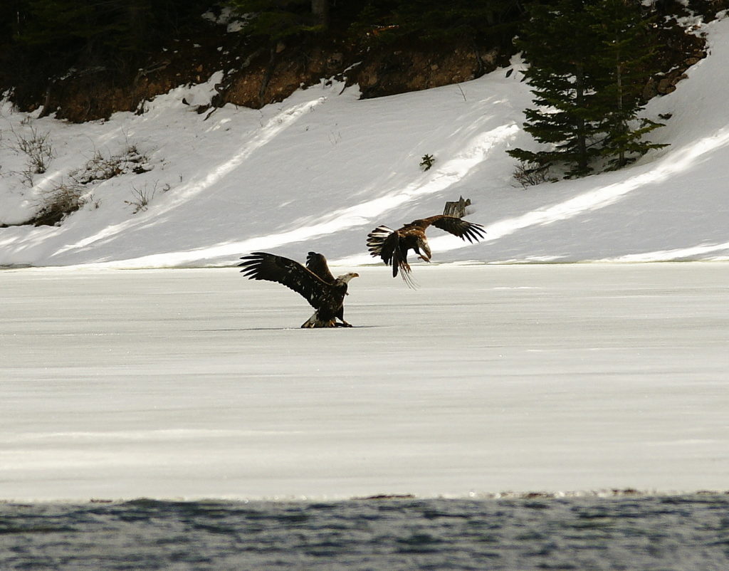 Eagles on a frozen lake in Red Feather Lakes Colorado